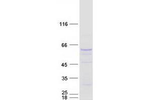 Validation with Western Blot (SMOX Protein (Transcript Variant 2) (Myc-DYKDDDDK Tag))