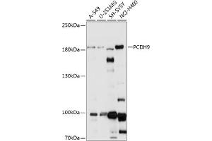 Western blot analysis of extracts of various cell lines, using PCDH9 antibody (ABIN7269732) at 1:1000 dilution. (Protocadherin 9 抗体  (AA 400-600))