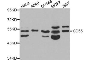 Western blot analysis of extracts of various cell lines, using CD55 antibody. (CD55 抗体)