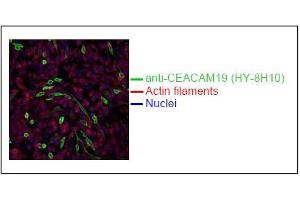 Spectral Confocal Microscopy of CHO cells usingHY-8H10. (CEACAM19 抗体)