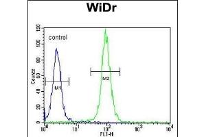 DM1- Antibody (N-term) (ABIN651631 and ABIN2840337) flow cytometric analysis of WiDr cells (right histogram) compared to a negative control cell (left histogram). (DAAM1 抗体  (N-Term))