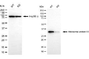 Western blotting analysis using ribosomal protein S3 antibody (ABIN7800223). (Recombinant RPS3 抗体)