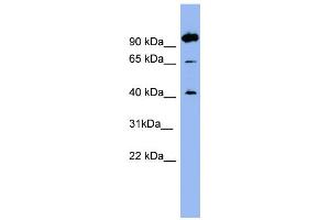 WB Suggested Anti-NTSR1 Antibody Titration:  0. (NTSR1 抗体  (N-Term))