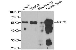 Western blot analysis of extracts of various cell lines, using AGFG1 antibody. (AGFG1 抗体  (AA 1-280))