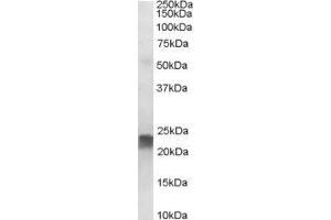 ABIN185188 staining (0. (Transgelin 抗体  (C-Term))