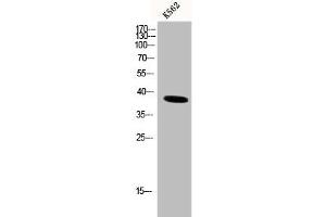 Western Blot analysis of K562 cells using DNA pol β Polyclonal Antibody (POLB 抗体  (C-Term))