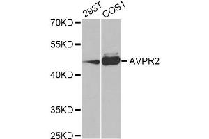 Western blot analysis of extracts of various cell lines, using AVPR2 Antibody (ABIN5975214) at 1/1000 dilution. (AVPR2 抗体)