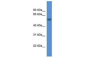 Western Blot showing Rod1 antibody used at a concentration of 1-2 ug/ml to detect its target protein. (PTBP3 抗体  (N-Term))