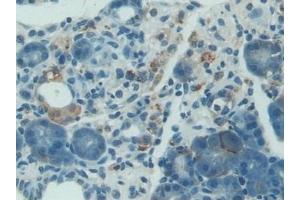 Detection of NES1 in Rat Pancreas Tissue using Polyclonal Antibody to Nesfatin 1 (NES1) (NUCB2 抗体  (AA 26-106))