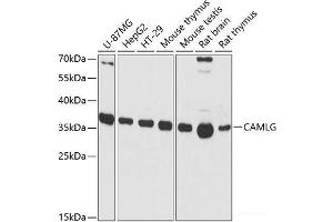 Western blot analysis of extracts of various cell lines using CAMLG Polyclonal Antibody at dilution of 1:3000. (CAMLG 抗体)