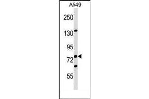 Western blot analysis of LIMA1 Antibody (N-term) in A549 cell line lysates (35ug/lane). (LIMA1 抗体  (N-Term))