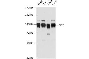 Western blot analysis of extracts of various cell lines, using GIT2 antibody (ABIN7267315) at 1:1000 dilution. (GIT2 抗体  (AA 450-510))