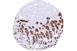 Strong pepsinogen I positivity in chief cells of corpus glands (Recombinant Pepsinogen A 抗体)