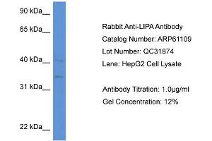 Western Blotting (WB) image for anti-Lipase A, Lysosomal Acid, Cholesterol Esterase (LIPA) (N-Term) antibody (ABIN2788678) (Lipase A 抗体  (N-Term))