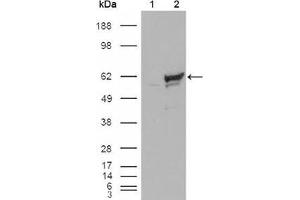 Western blot analysis using CHK1 mouse mAb against HEK293T cells transfected with the pCMV6-ENTRY control (1) and pCMV6-ENTRY CHK1 cDNA (2). (CHEK1 抗体)