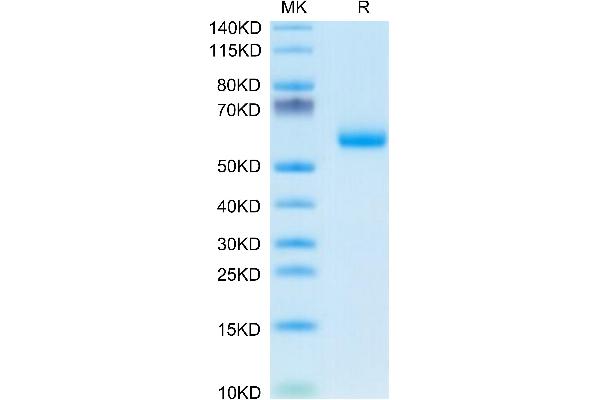 DDR1 Protein (AA 22-415) (His tag)