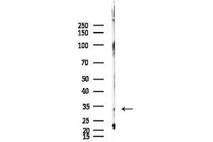 Western blot analysis of lysates from Raji cells(heat-shock,45 min treatment), using Phospho-Caspase 3 (Ser150) Antibody at 1/1000 dilution.