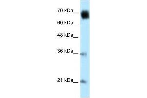 GLMN antibody used at 1 ug/ml to detect target protein.