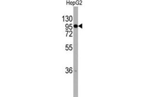Western Blotting (WB) image for anti-Chordin (CHRD) antibody (ABIN2997784) (Chordin 抗体)