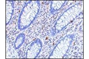 Immunohistochemistry of KAI1 in human colon tissue with this product at 2. (CD82 抗体  (C-Term))