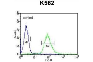 ARHGAP17 Antibody (N-term) flow cytometric analysis of K562 cells (right histogram) compared to a negative control cell (left histogram). (ARHGAP17 抗体  (N-Term))