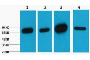 Western Blotting (WB) image for anti-Lamin B1 (LMNB1) antibody (ABIN3181108) (Lamin B1 抗体)