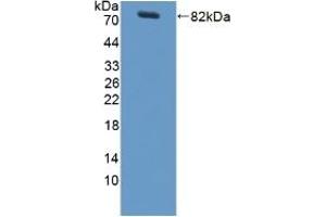 Detection of Recombinant LBP, Rat using Polyclonal Antibody to Lipopolysaccharide Binding Protein (LBP) (LBP 抗体  (AA 27-481))