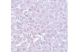 Immunohistochemical staining of rat liver tissue with CALHM1 polyclonal antibody  at 5 ug/mL dilution. (CALHM1 抗体  (N-Term))