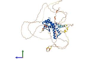 AlphaFold protein structure predicition of Mouse Recombinant Nfib Protein, UniprotID P97863