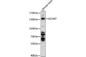 Western blot analysis of extracts of mouse brain, using KCNH7 antibody (ABIN7269491) at 1000 dilution. (KCNH7 抗体  (AA 100-350))