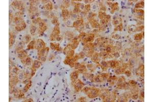 IHC image of ABIN7127871 diluted at 1:100 and staining in paraffin-embedded human liver tissue performed on a Leica BondTM system. (Recombinant XDH 抗体)