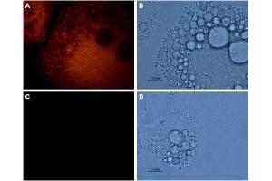 Expression of AQP7 in rat adipocytes - Immunocytochemical staining of 3T3-L1 adipocytes using Anti-Aquaporin 7 Antibody (ABIN7042943, ABIN7045203 and ABIN7045204), (1:800), followed by goat anti-rabbit-AlexaFluor-555 secondary antibody (red) A, C. (Aquaporin 7 抗体  (Intracellular, N-Term))