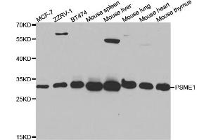 Western blot analysis of extracts of various cell lines, using PSME1 antibody (ABIN5973094) at 1/1000 dilution. (PSME1 抗体)