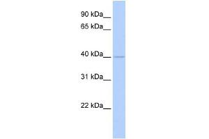 WB Suggested Anti-WDR45L Antibody Titration:  0. (WD Repeat Domain 45B (WDR45B) (Middle Region) 抗体)