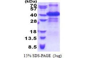 SDS-PAGE (SDS) image for Inhibitor of Growth Family, Member 2 (ING2) (AA 1-280) protein (His tag) (ABIN5853324) (ING2 Protein (AA 1-280) (His tag))
