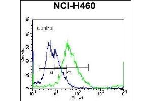 Y Antibody (C-term) (ABIN655601 and ABIN2845085) flow cytometric analysis of NCI- cells (right histogram) compared to a negative control cell (left histogram). (YI016 (AA 253-280), (C-Term) 抗体)