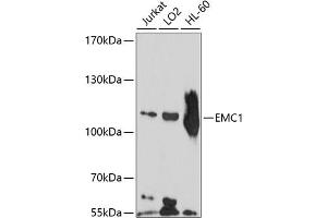 Western blot analysis of extracts of various cell lines, using EMC1 antibody (ABIN6132155, ABIN6140146, ABIN6140147 and ABIN6214486) at 1:1000 dilution. (KIAA0090 抗体  (AA 885-965))