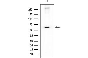 Western blot analysis of lysates from HUVEC cells, using IPCEF1 Mouse Monoclonal Antibody at 1/1000 dilution.
