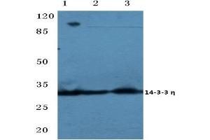 Western blot analysis of 14-3-3 eta antibody at 1/500 dilution: Lane 1: MCF-7 cell lysate. (14-3-3 eta 抗体)