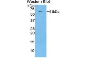Western Blotting (WB) image for anti-Thrombospondin 4 (THBS4) (AA 708-963) antibody (ABIN1860748) (THBS4 抗体  (AA 708-963))