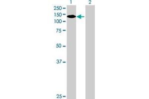 Western Blot analysis of NLRP2 expression in transfected 293T cell line by NLRP2 MaxPab polyclonal antibody. (NLRP2 抗体  (AA 1-1062))