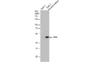 WB Image IRF8 antibody detects IRF8 protein by western blot analysis. (IRF8 抗体  (C-Term))