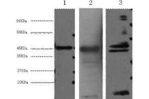 Western Blot analysis of 1) Hela, 2) Mouse heart, 3) Rat heart using AQP4 Monoclonal Antibody at dilution of 1:2000. (Aquaporin 4 抗体)