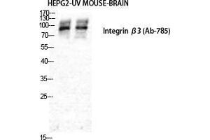 Western Blot (WB) analysis of HepG2 and Mouse Brain cells using Integrin beta3 Polyclonal Antibody. (Integrin beta 3 抗体  (Ser63))