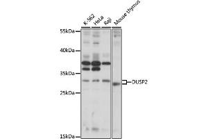 Western blot analysis of extracts of various cell lines, using DUSP2 antibody (ABIN7266847) at 1:1000 dilution. (DUSP2 抗体  (AA 150-250))
