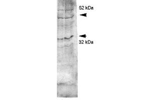 Western blot analysis of Rat kidney inner medullary homogenates showing detection of Aquaporin 4 protein using Rabbit Anti-Aquaporin 4 Polyclonal Antibody . (Aquaporin 4 抗体  (C-Term) (Atto 488))