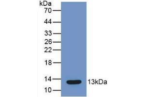 Western Blot; Sample: Recombinant MCP1, Mouse. (CCL2 抗体  (AA 24-96))