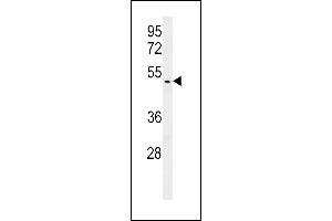 HSP Antibody (N-term) (ABIN652513 and ABIN2842343) western blot analysis in T47D cell line lysates (15 μg/lane). (BRISC and BRCA1 A Complex Member 1 (BABAM1) (AA 9-37), (N-Term) 抗体)