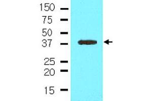 The cell lysate of NIH/3T3 (35 ug) was resolved by SDS-PAGE and probed with NANOG monoclonal antibody, clone 5A10  (1:500). (Nanog 抗体  (AA 1-154))