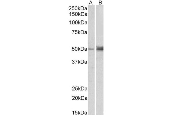 FOXL2 抗体  (C-Term)